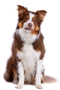 About this breed