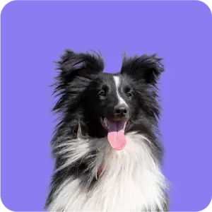About this breed