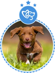 badge-innovation