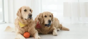 About this breed
