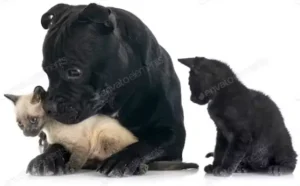 Pet Nutrition