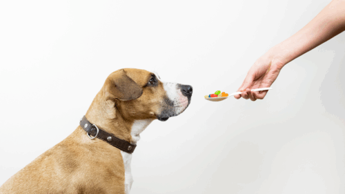 Vitamins for Dogs: What Does Your Dog Need?