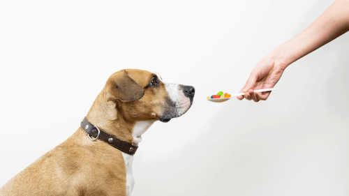 Vitamins for Dogs: What Does Your Dog Need?