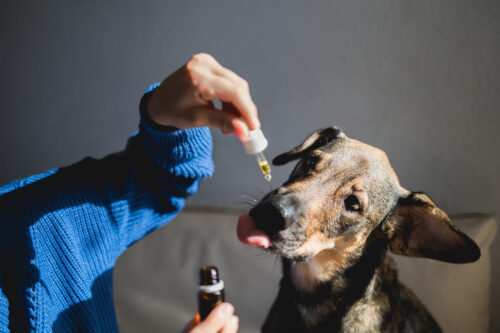 5 Ways to Support Your Dog’s Gut Health