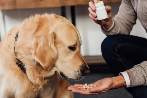 Why Your Dog’s Supplements Should Be as Unique as They Are