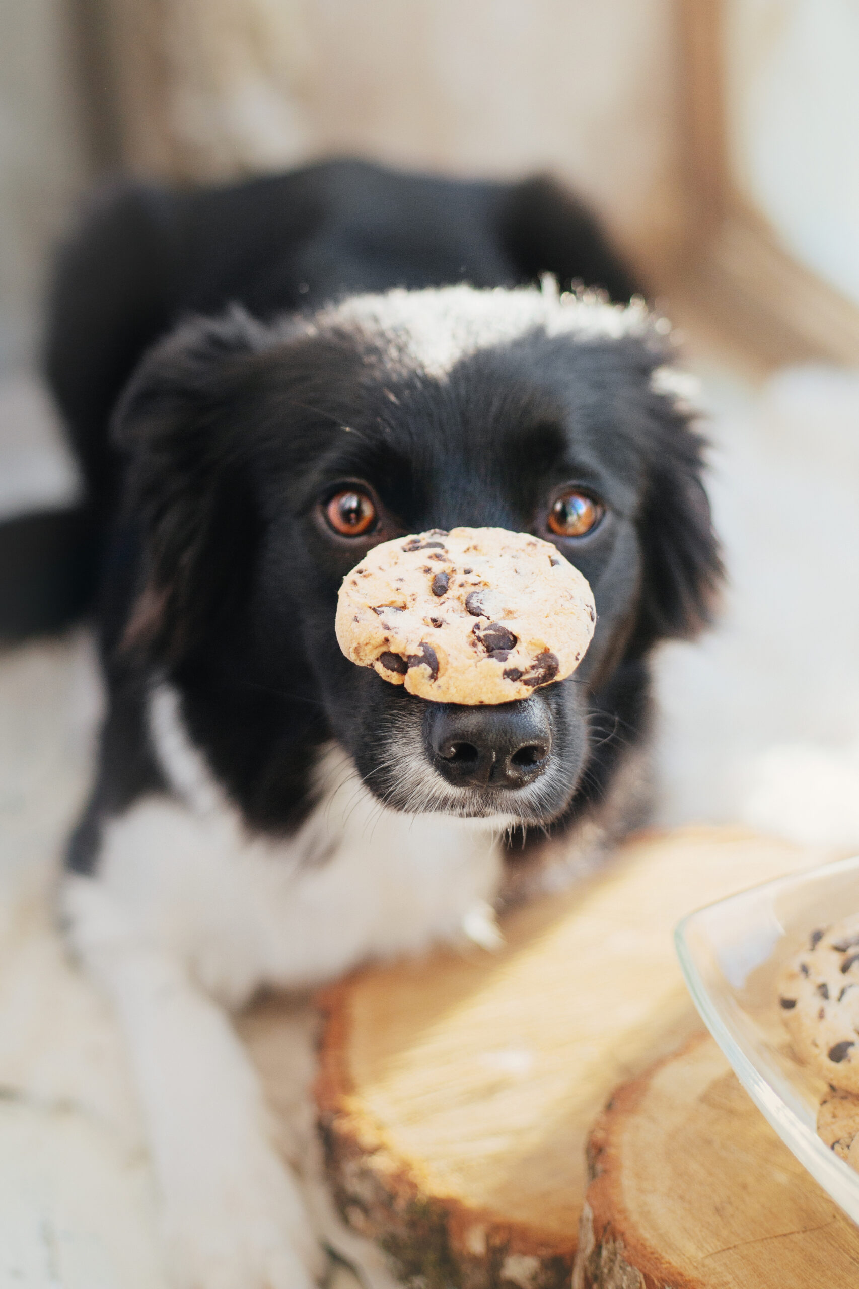 Cookie Policy Cookie Policy