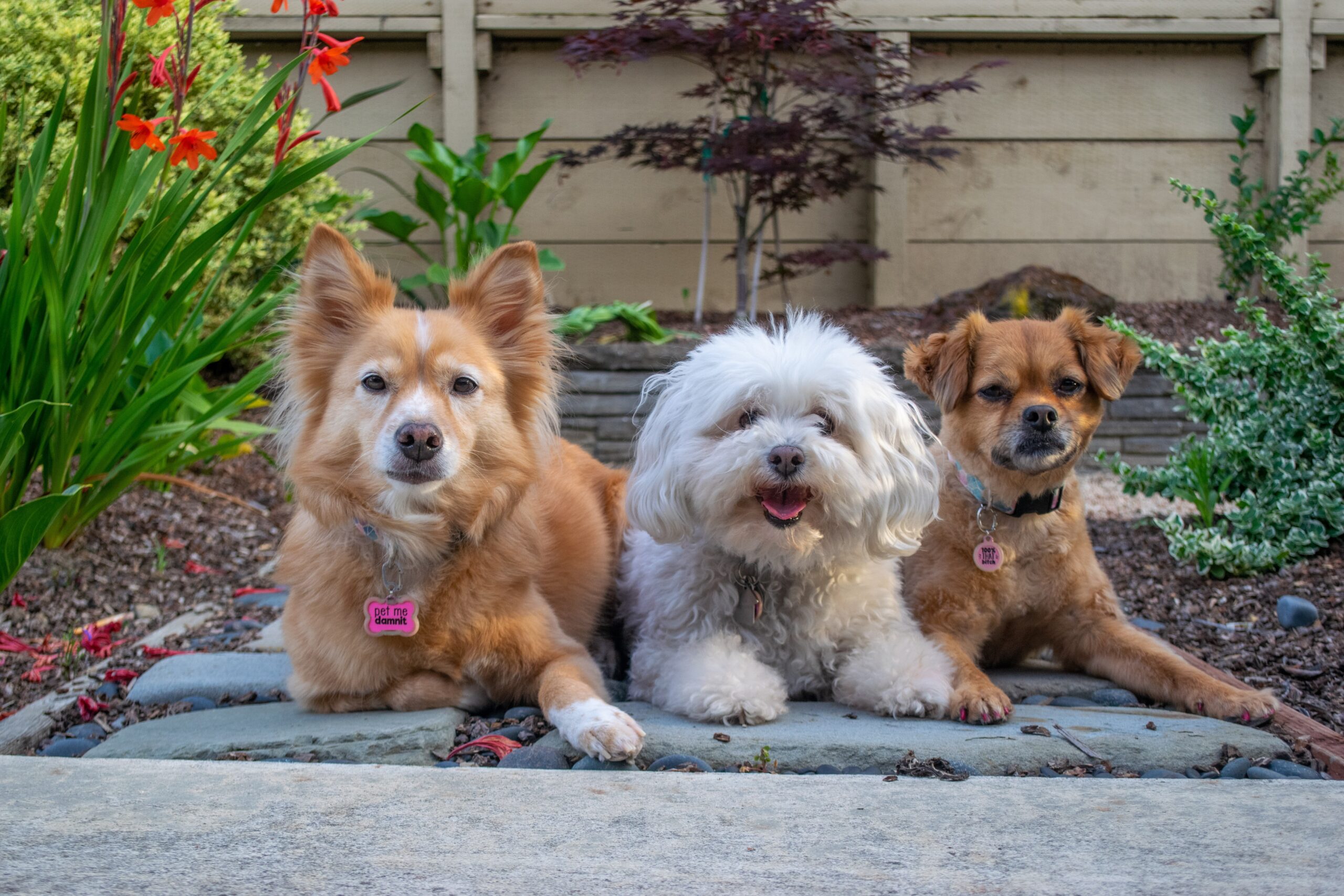 Personalised Nutrition for Optimal Dog Health Personalised Nutrition for Optimal Dog Health