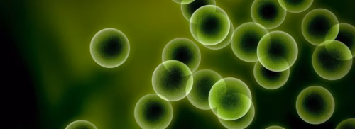 Algae DHA – pure, plant-based Omega-3 to nourish your dog’s joint, brain, and everyday vitality